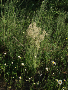 Photo By: Stephen M. Young. Photo taken: Schenectady County, NY on 13 June 2008